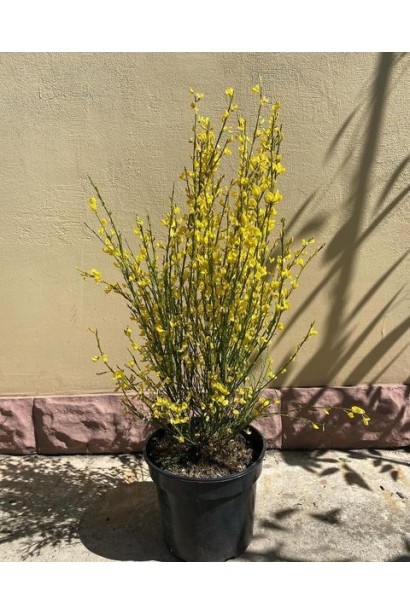 Ракитник ранний Олголд (жёлтый) - 3л/вис.40-60см/Ø20-30см